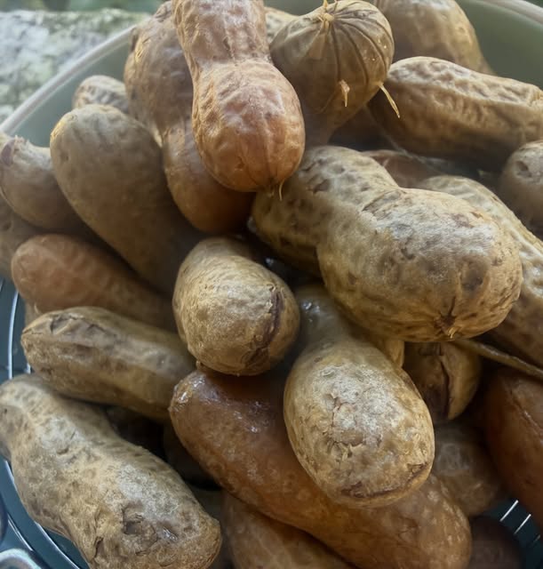 Close-up of hot boiled peanuts in their shells